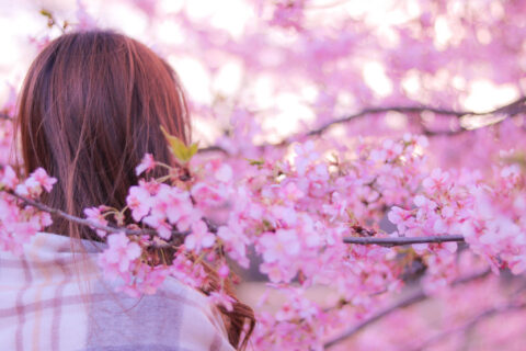 桜と女の子の画像